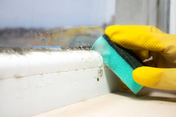 Best Professional Mold Removal  in Villa Hills, KY