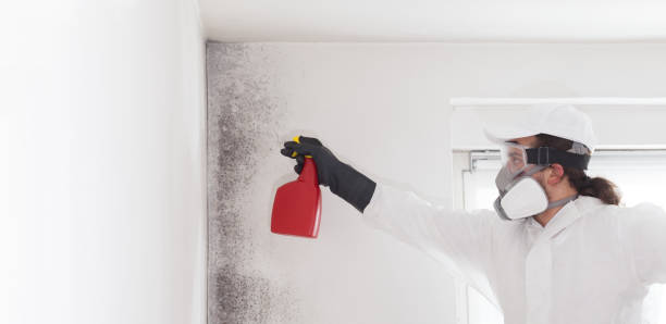 Professional Mold Removal in Villa Hills, KY