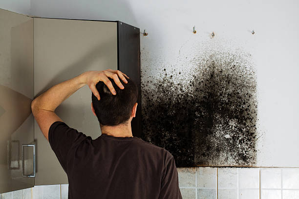 Best Mold Removal Company Near Me  in Villa Hills, KY